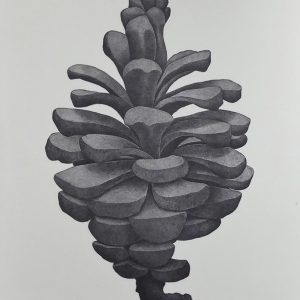 Andreu Maimo Barcelo 2002-litografia-pinya-iv-74-5-x-51-cm